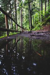 wooden bridge in the forest