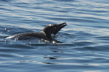 Penguin Adelie Pygoscelis adeliae - the most widely spread penguin species.