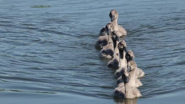 Piccoli di cigno in fila sul lago