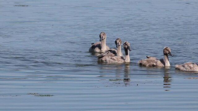 Piccoli di cigno in fila sul lago