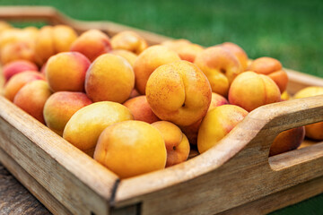 Naklejka na ściany i meble Apricots on a wooden tray outdoors on a background of green grass, picnic time and family vacation. Fresh fruit concept.
