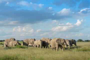 African elephant (Loxodonta africana) herd foraging in grassland, with the calfs protected in the middle, Amboseli national park, Kenya.