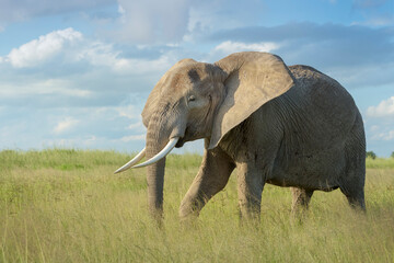 Fototapeta na wymiar African elephant (Loxodonta africana) walking in high grass on savanna, Amboseli national park, Kenya.