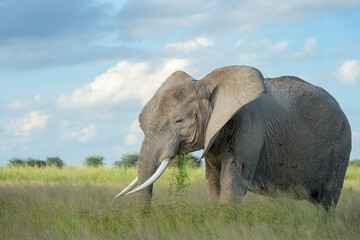 Fototapeta na wymiar African elephant (Loxodonta africana) feeding on grass, Amboseli national park, Kenya.