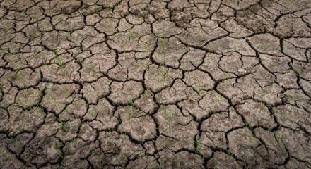 cracked soil on a paddy farm concept for global warming, climate change.