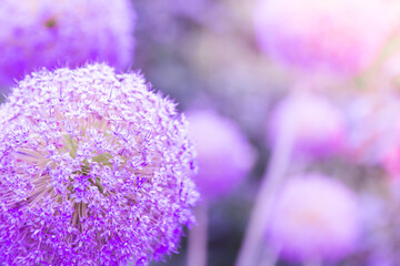 Obraz premium A huge purple dandelion on a sunny meadow, with a place for your text.