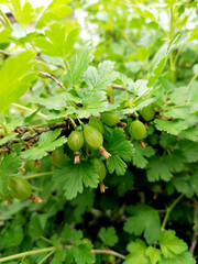 Green immature gooseberry close-up and Bush.