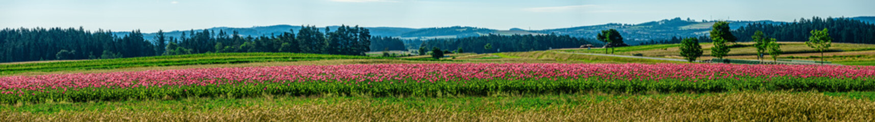 Fototapety na wymiar - Fototapeta24.pl