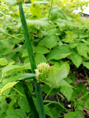 Green onion feathers close-up growing in the garden.