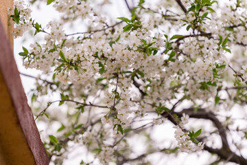 Cherry blossom in spring time