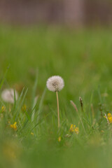 Dandelion in the green grass in spring time