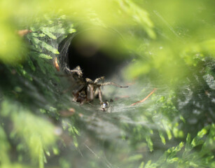 spider waiting  in her hole 