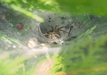 spider waiting  in her hole 