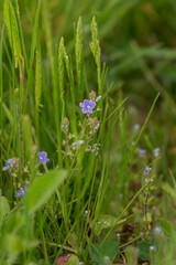 Purple wild flowers in the green grass