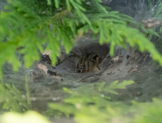 spider waiting  in her hole 