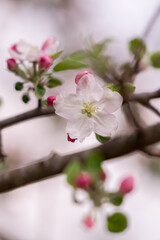 Naklejka premium Blooming branch of apple in spring time