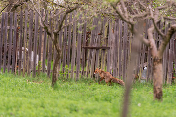 The fox trying to enter in the yard