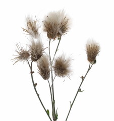 Field grass with seeds, pussy willow plant isolated on white background, clipping path