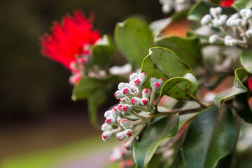Buds Of The Pohutukawa (Metrosideros Excelsa)