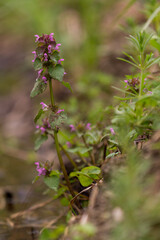 Lamium purpureum flower in bloom in spring season