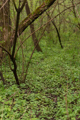 Fototapeta premium The path to the forest in spring time