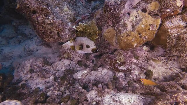 Puffer fish underwater in colorful reef close to the seabed
