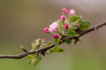 Blooming branch of apple in spring time