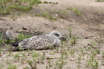Injured seagull bird on the ground on the city