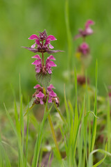 Lamium purpureum flower in bloom in spring season