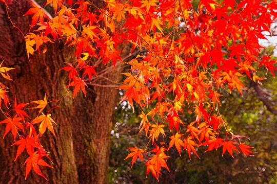 秋らしい の画像 1 5 件の Stock 写真 ベクターおよびビデオ Adobe Stock