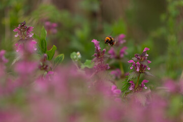 Lamium purpureum flower in bloom in spring season