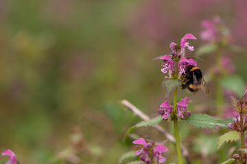 Lamium purpureum flower in bloom in spring season
