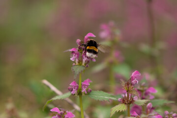 Lamium purpureum flower in bloom in spring season