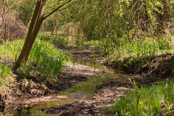 The stream passes through the trees in spring time