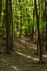Sun rays in the forest in spring time