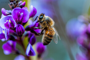 bee on flower