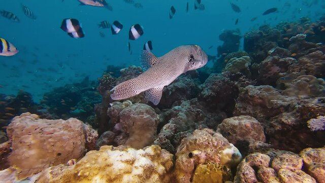 Puffer fish underwater in colorful reef close to the seabed