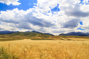 Yellow wheat field against the background of mountains and blue sky. Harvest bread. Summer landscape. Kyrgyzstan