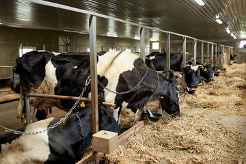 A herd of cows inside a dairy farm eating grass and hay, drinking water