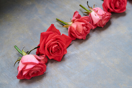 Vivid pink red rose flowers isolated on grey background. Wedding Bridal Valentines Women's Day celebration. Close-up picture of Floral holiday decorations.