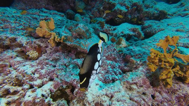 Triggerfish clown fish underwater in colorful reef close to the seabed