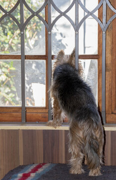 A small dog peeks outside through a window with security bars image in vertical format