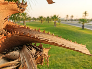 closeup of sharp thorns of a palm three and park in the background 
