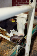 A herd of cows inside a dairy farm eating grass and hay, drinking water.