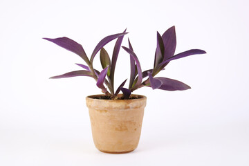 purple Tradescantia in ceramic pot