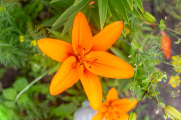 Orange lilies growing in the garden. Lovely lily flowers