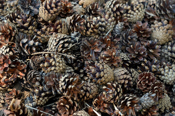 Background of pine cones.
