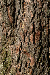 Bark pine tree background.
