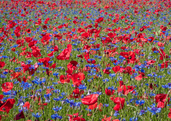 Castelluccio di Norcia, 2020 (Umbria, Italy) - The famous landscape flowering with many colors, in the highland of Sibillini Mountains, central Italy.