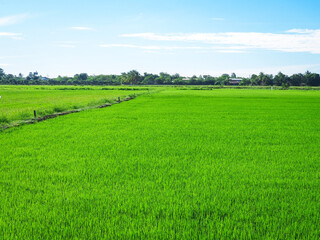 Obraz premium green rice field with blue sky nature background. 